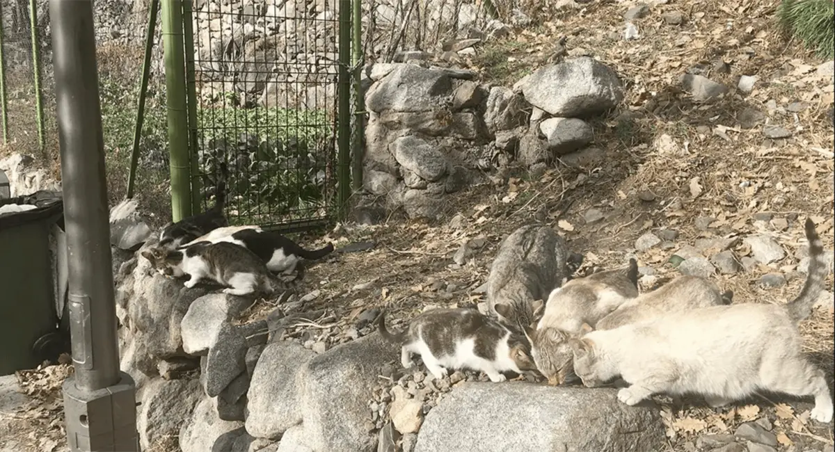 Laika gestionarà les colònies de gats d'Andorra la Vella